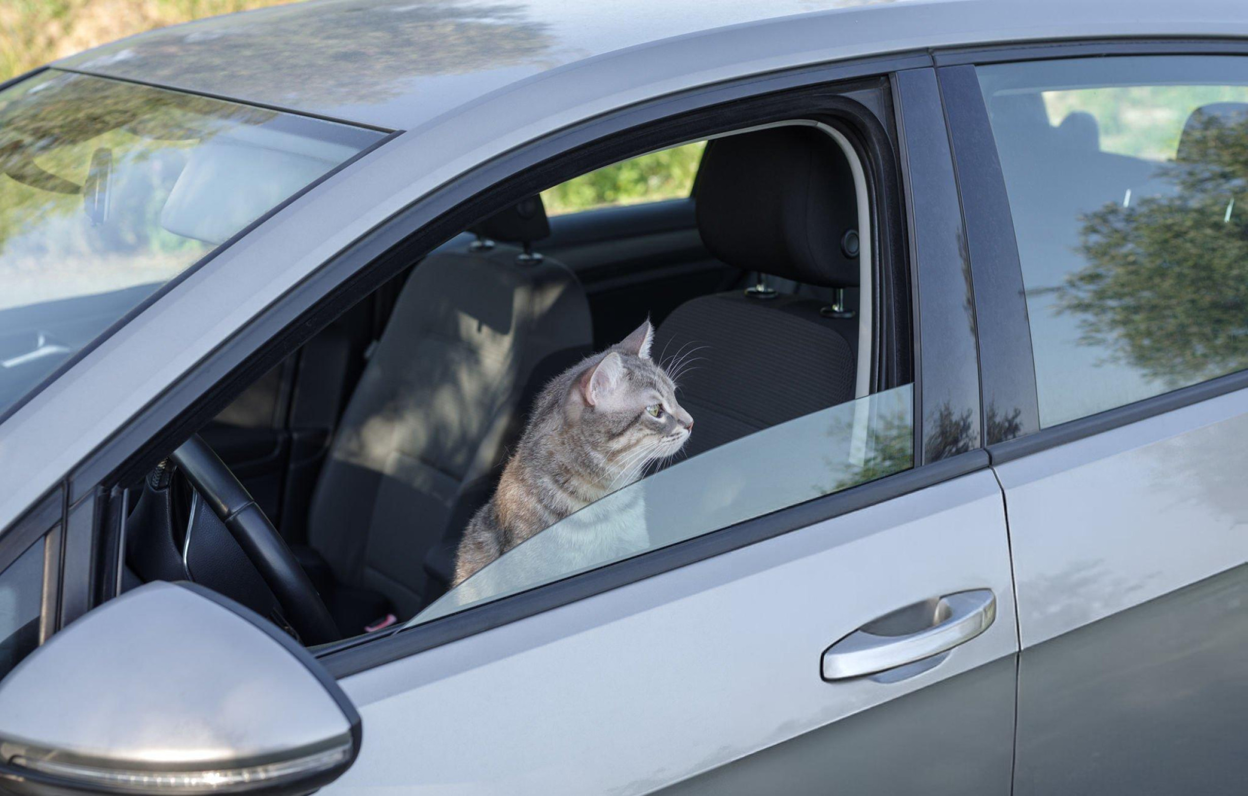 Pet Friendly Chauffeur London luxury pet transportation